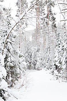 Russian Winter forest snow road