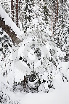 Russian Winter forest snow road