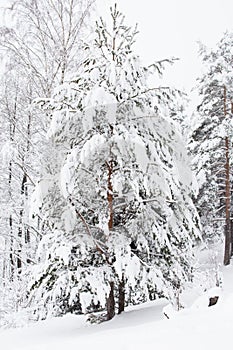 Russian Winter forest snow road