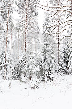 Russian Winter forest snow road