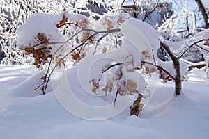 Russian winter, freezing rain, frozen water