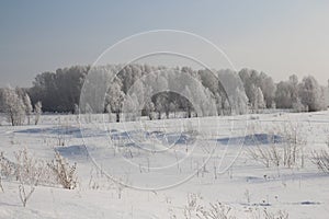 Russian winter Siberia forest snow trees snow covered roads snow frost birch snow-white trees ski tracks in the snow