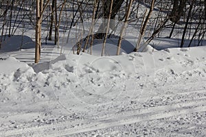 Russian winter ski Track in aspen forest 30316