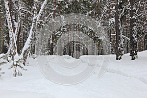 Russian winter ski Track in a birch forest 30023