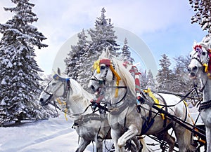 Russian winter three horses