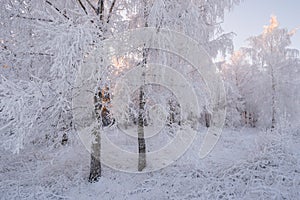 Russian Winter. Winter Forest Landscape In Pink Tones. Morning Winter Birch Forest.Beautiful Winter Birch Forest Covered With Hoar