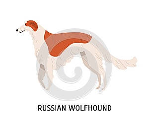 Russian wolfhound or Borzoi. Stunning lovely cute dog or sighthound isolated on white background. Gorgeous purebred