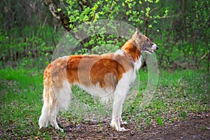 Russian Wolfhound Dog, Borzoi