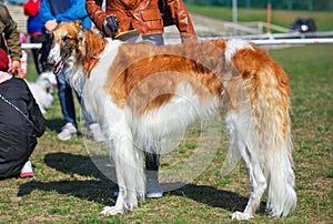 Russian Wolfhound Dog, Borzoi on the Exhibition, Sighthound