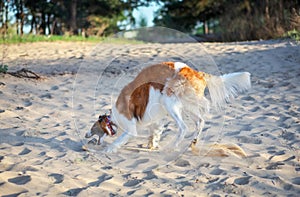 Russian Wolfhound Dog, Borzoi play with bottle, Sighthound