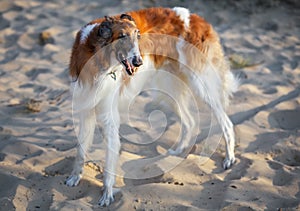 Russian Wolfhound Dog, Borzoi on the sand, Sighthound