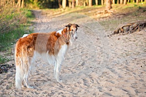 Russian Wolfhound Dog, Borzoi on the sand, Sighthound