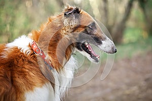 Russian Wolfhound Dog, Borzoi, Sighthound, Russkaya Psovaya Borzaya, Psovi. Killer of wolves. One of the fastest hunting dogs in