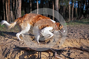 Russian Wolfhound Dog, Borzoi walk, Sighthound