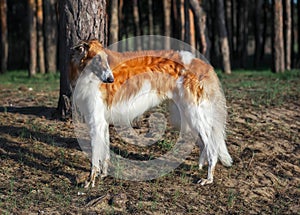 Russian Wolfhound Dog, Borzoi walk, Sighthound