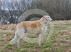 Running borzoi dog