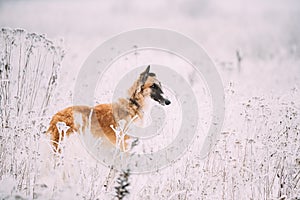 Russian Wolfhound Hunting Sighthound Russkaya Psovaya Borzaya Dog