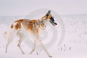 Russian Wolfhound Hunting Sighthound Russkaya Psovaya Borzaya Dog During Hare-hunting At Winter Day In Snowy Field