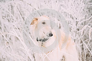 Russian Wolfhound Hunting Sighthound Russkaya Psovaya Borzaya Dog During Hare-hunting At Winter Day In Snowy Field