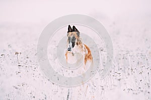 Russian Wolfhound Hunting Sighthound Russkaya Psovaya Borzaya Dog During Hare-hunting At Winter Day In Snowy Field