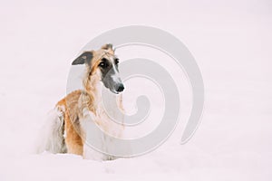 Russian Wolfhound, Russian Hunting Sighthound, Russkaya Psovaya