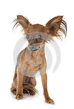 Russkiy Toy in studio