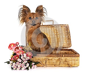 Russkiy Toy in studio