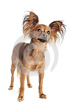 Russkiy Toy in studio