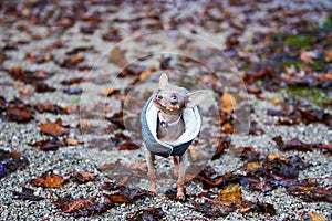 Russkiy Toy Terrier Dog with leaves in autumn. Autumn mood.