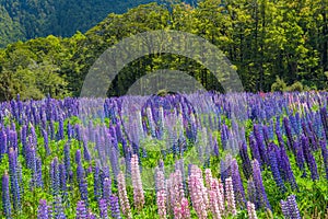Russle Lupines at milfordsound