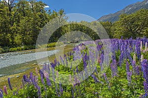 Russle Lupines at milfordsound