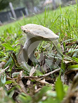 Russula acrifolia. Close up photo of a fungi on the grass