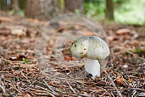 Russula aeruginea in the natural environment.