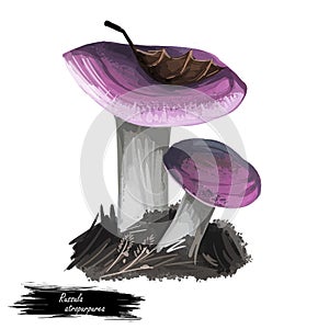 Russula atropurpurea, brittlegill or blackish mushroom closeup digital art illustration. Boletus has dark reddish purple cap.