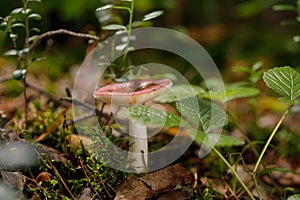 Russula atropurpurea, commonly called the blackish purple Russula or the purple brittlegill