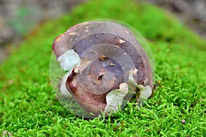 Russula atropurpurea
