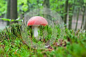 Russula aurea, a bright red edible mushroom, grows among mosses in the woods