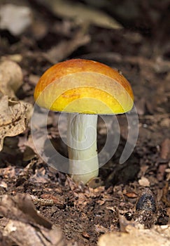 Russula aurea is found in Europe and is uncommon in Britain