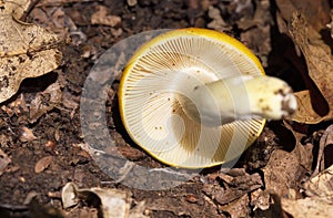 Russula aurea is found in Europe and is uncommon in Britain photo