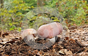 Russula azurea mushroom