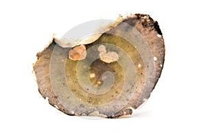 Russula cyanoxantha mushroom