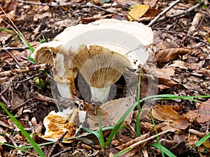 Russula delica mushroom in autumn litter