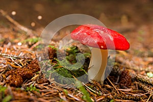 Russula Emetica Mushroom