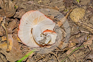 Russula emetica - red mushroom photo