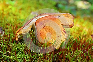 Russula foetens mushroom