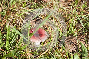 Russula in forest with moos and grass in background