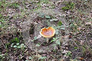 Russula formula, Sharp glossy blubber, the fungus is easily eaten by animals. Likes to grow on alkaline to neutral, base-rich