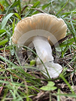 Russula graveolens. Fungi on the grass