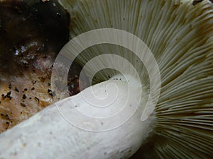 Russula heterophylla, close-up