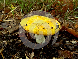 Russula lutea Mushroom